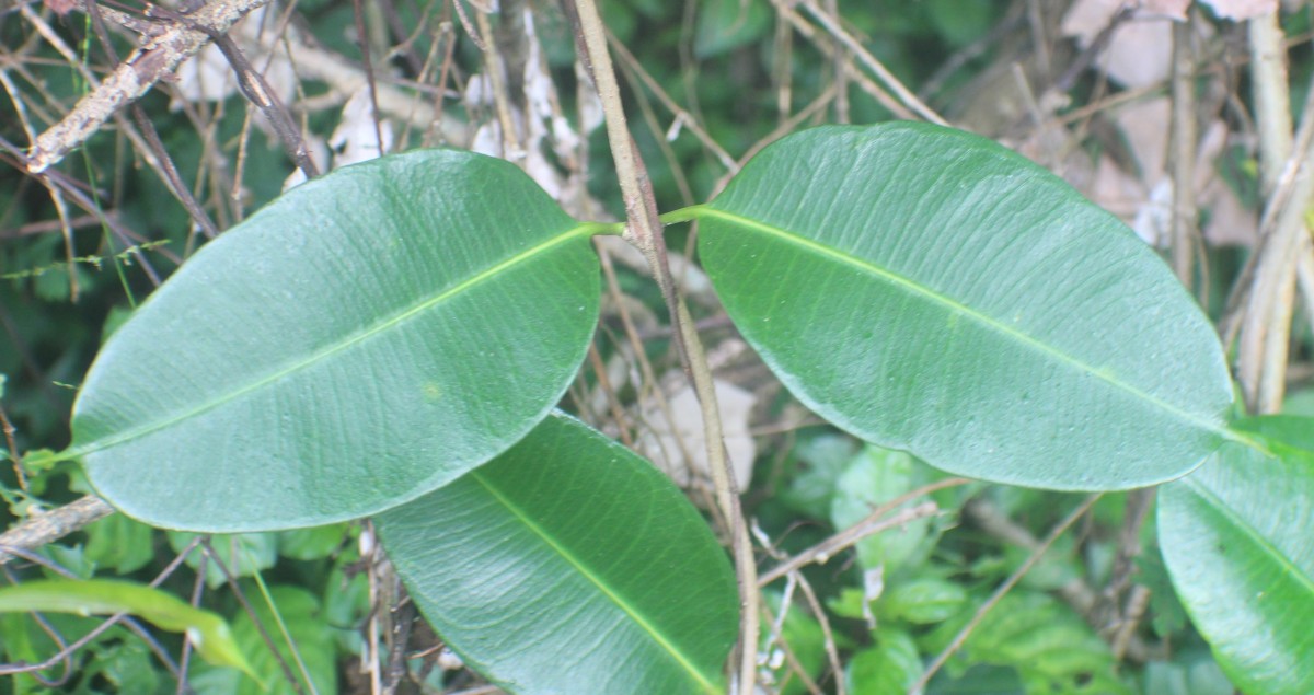 Cryptolepis buchananii R.Br. ex Roem. & Schult.